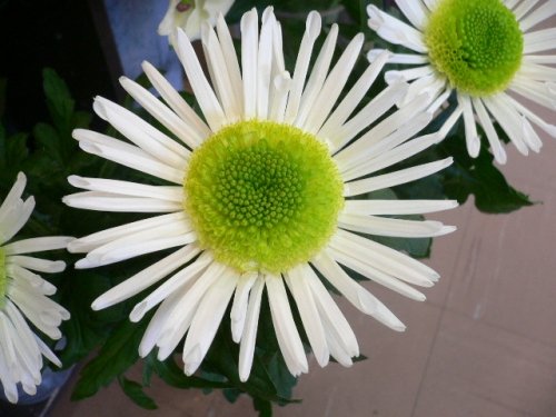 花屋の窓に、花が咲く。。。