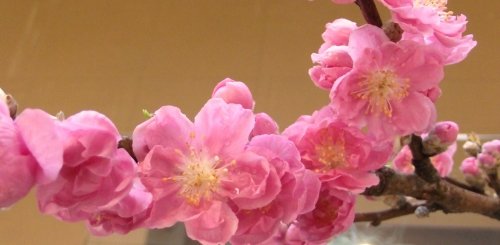 明後日は。。。