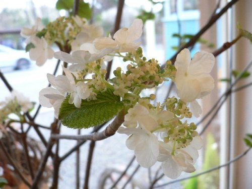 お花見の季節。。。