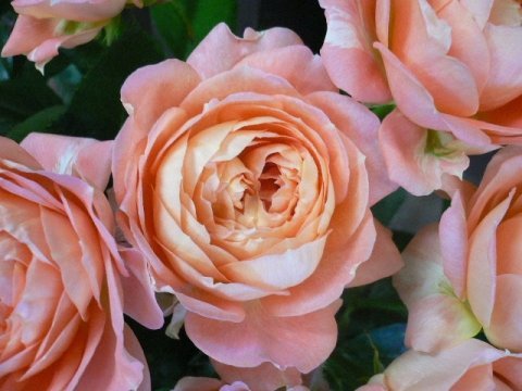 今日から。。。