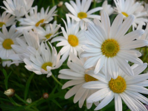 可憐なお花。。。