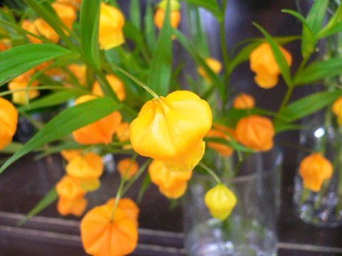 お花見日和。。。