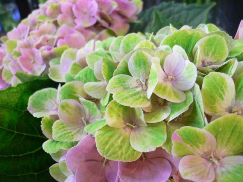とかち生花組合よりのお知らせ。。。
