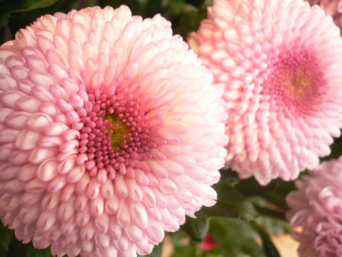 暑さ寒さも彼岸まで。。。