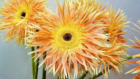 元気いっぱいのお花たち、入荷中です!