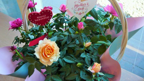 母の日の花鉢入荷しました!