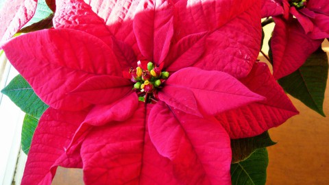 Merry Xmas!!