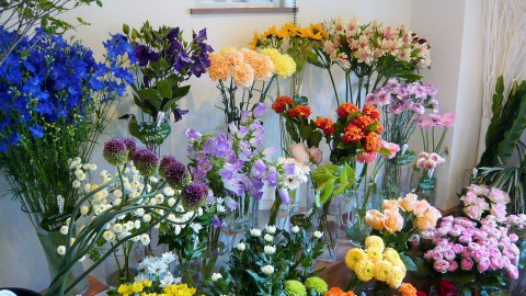 夏の花が入荷し始めました♪