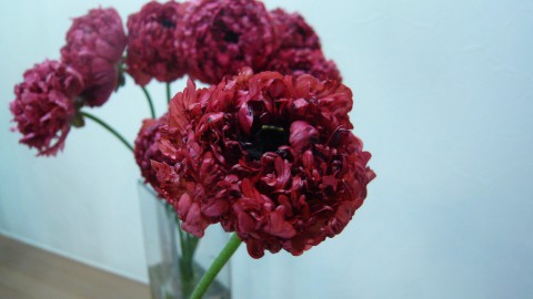 春の花特集♪♪