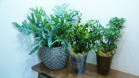観葉植物、入荷しました!