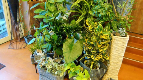 観葉植物、再入荷しました!