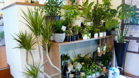 観葉植物が入荷しました!