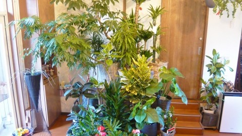 観葉植物たちが入荷致しました!
