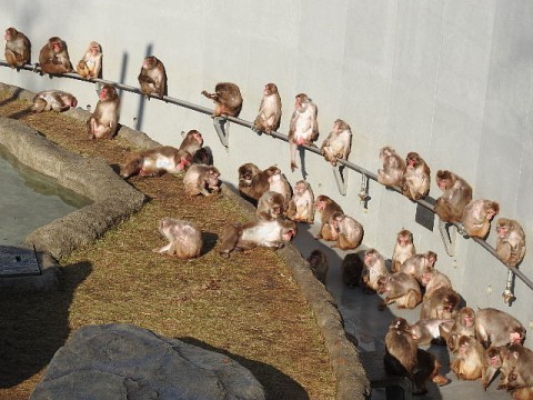 サル山足湯イベント