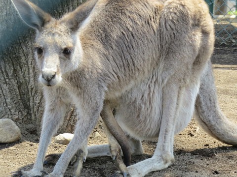 カンガルー親子