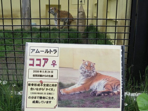ココア 8歳に