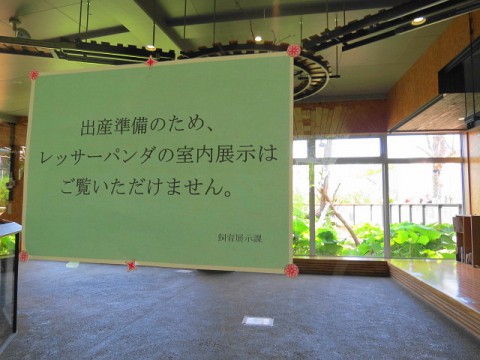 ギンちゃん出産準備