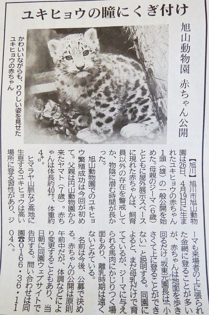 旭山 ユキヒョウ