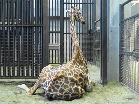お座りユウマ