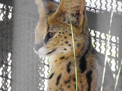 屋外のアフリカ面々