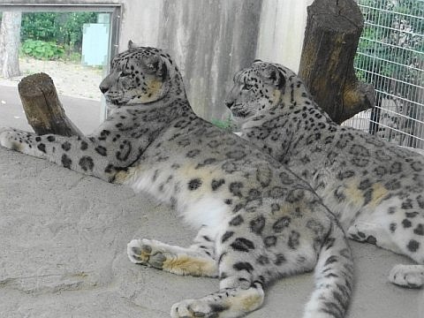 ティアンの訃報