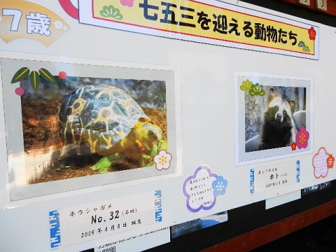 動物たちの七五三パネル展