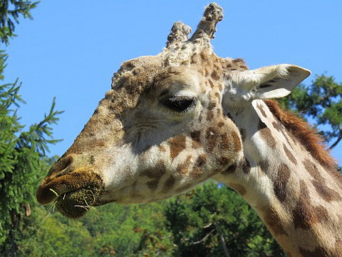 ユウマの訃報
