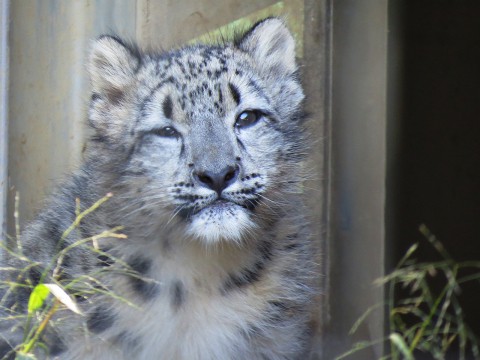 多摩のユキヒョウっ仔