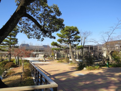 京都の大きなネコたち