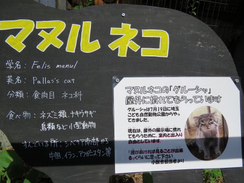 旭山 グルーシャ