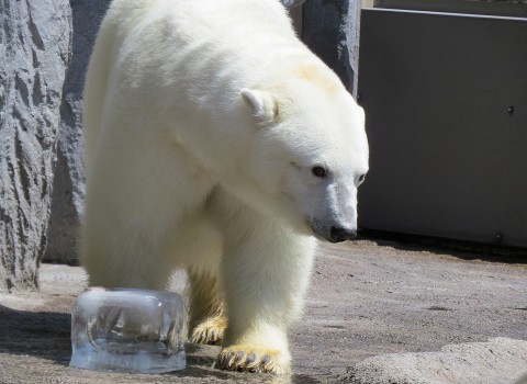 旭山 ホッキョクグマたち