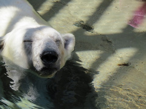 サツキ 27歳のお誕生日