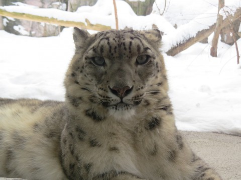 ユキヒョウたち