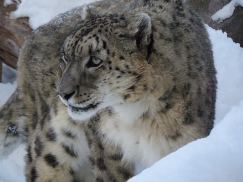 ユキヒョウ事情