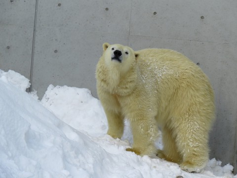 リラ 大人への階段を