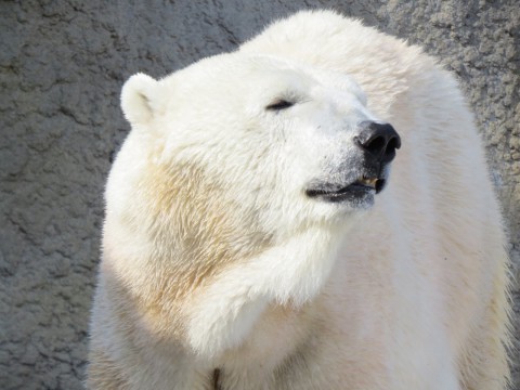 キャンディ円山最終日