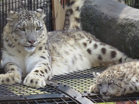 旭山にユキヒョウ赤ちゃん