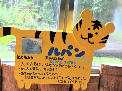 トラには会えず