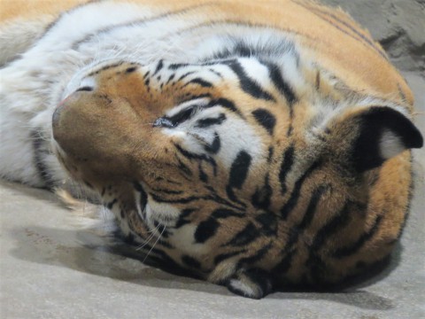 プールは一瞬だけ?