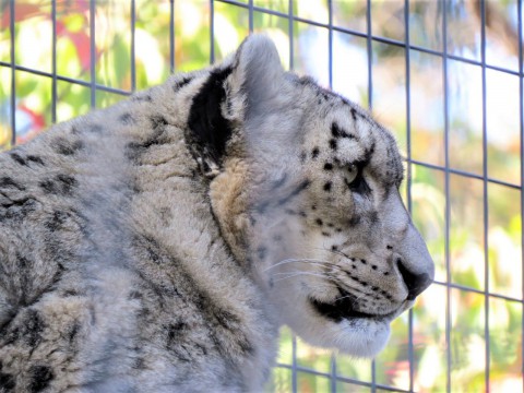 秋のユキヒョウ舎