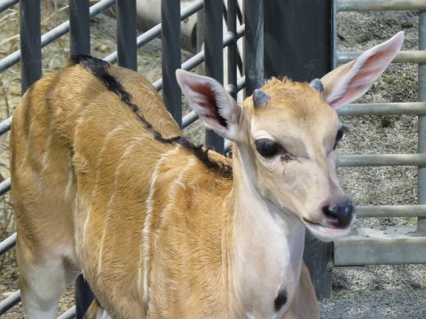 コペル無事到着