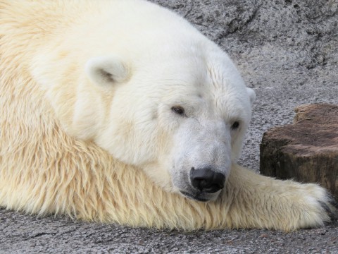 さつき　28歳のお誕生日