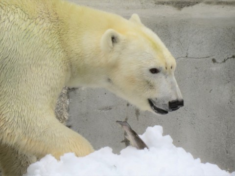 浜松　モモ5歳のお誕生日