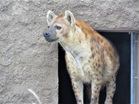 カミ