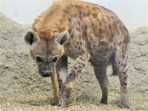 カミ