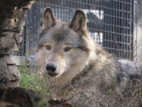ショウ・ユウキ 9歳のお誕生日