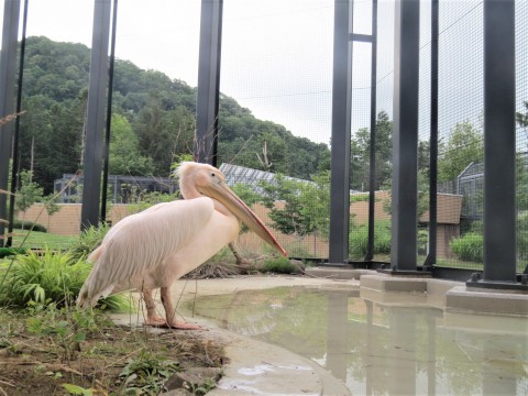 新しい仲間