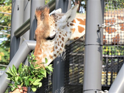 ようこそ　ユリカ
