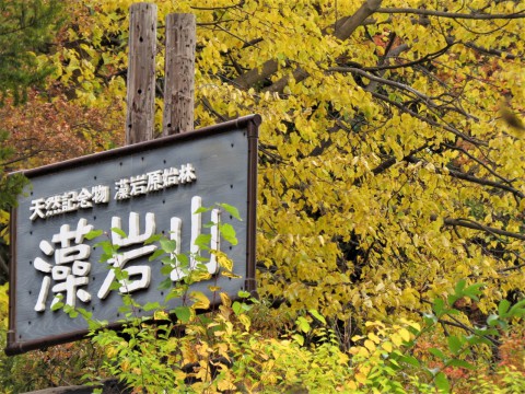近場の紅葉満喫