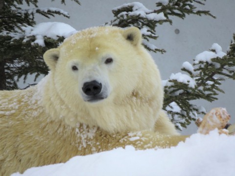 動物園納め